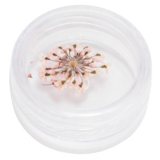 Nail decor, dried flowers, in a container (12 colors) -5 Nail decor, dried flowers, in a container (12 colors) -5