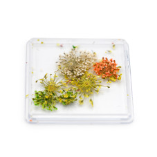 Nail art, dried flowers D27