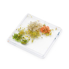 Nail art, dried flowers D27